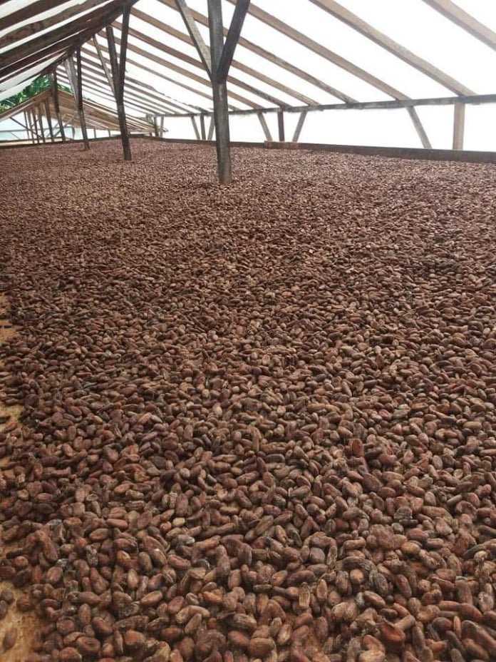 Rota chocolate norte de sao tome