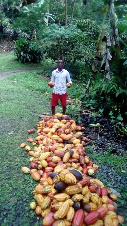 rota norte cacau sao tome